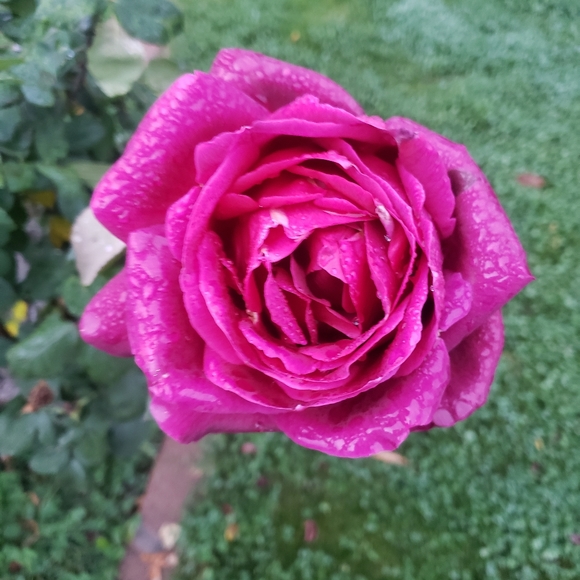 Meet your Posher, Mary - Picture 1 of 1